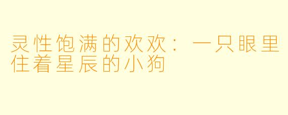 灵性饱满的欢欢：一只眼里住着星辰的小狗